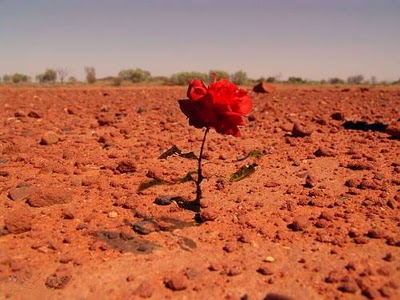 desert-rose